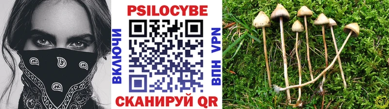 наркотики  Химки  Галлюциногенные грибы Psilocybine cubensis 